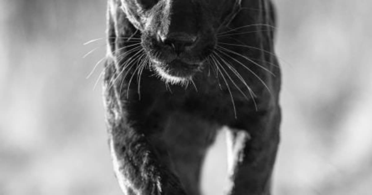 David Yarrow Sex Panther 2023 Maddox Gallery