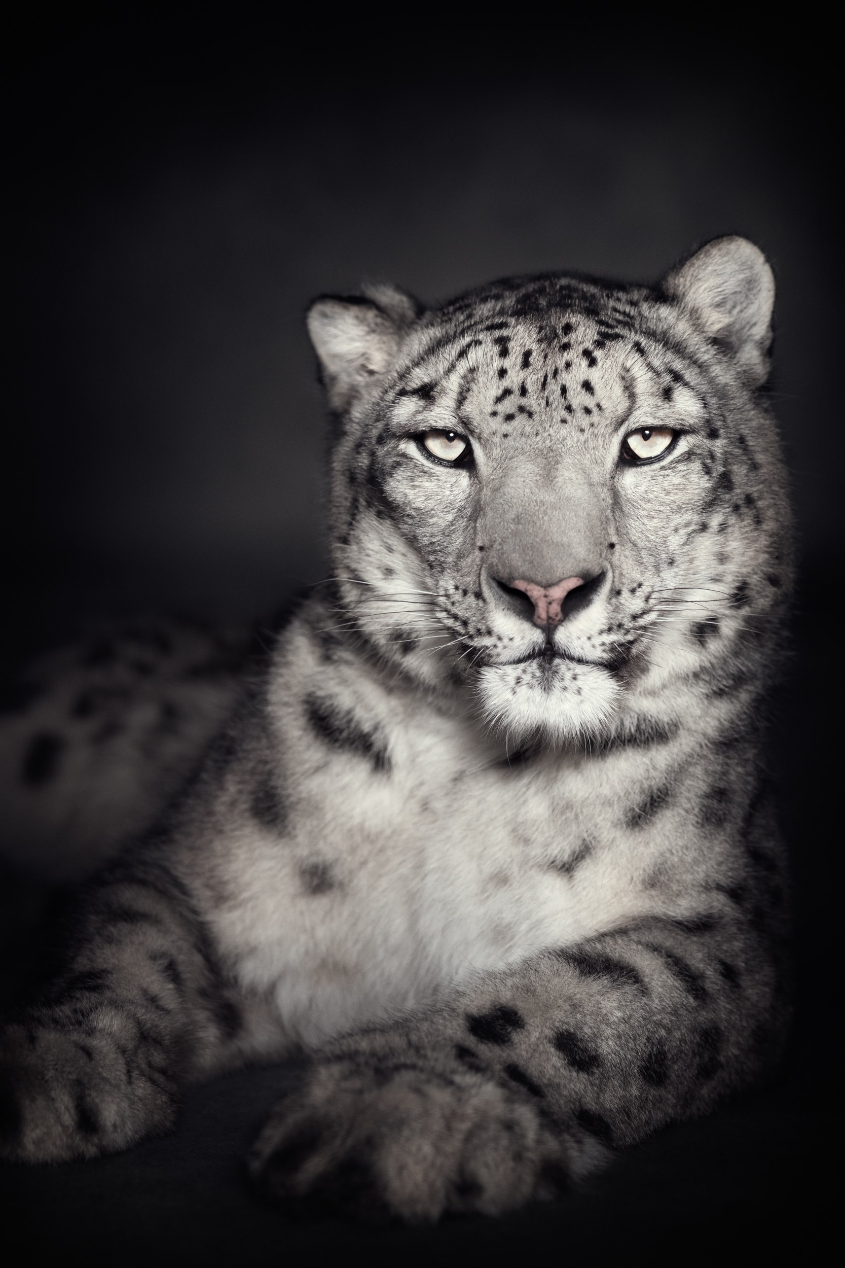 Image of Snow Leopard 2/8