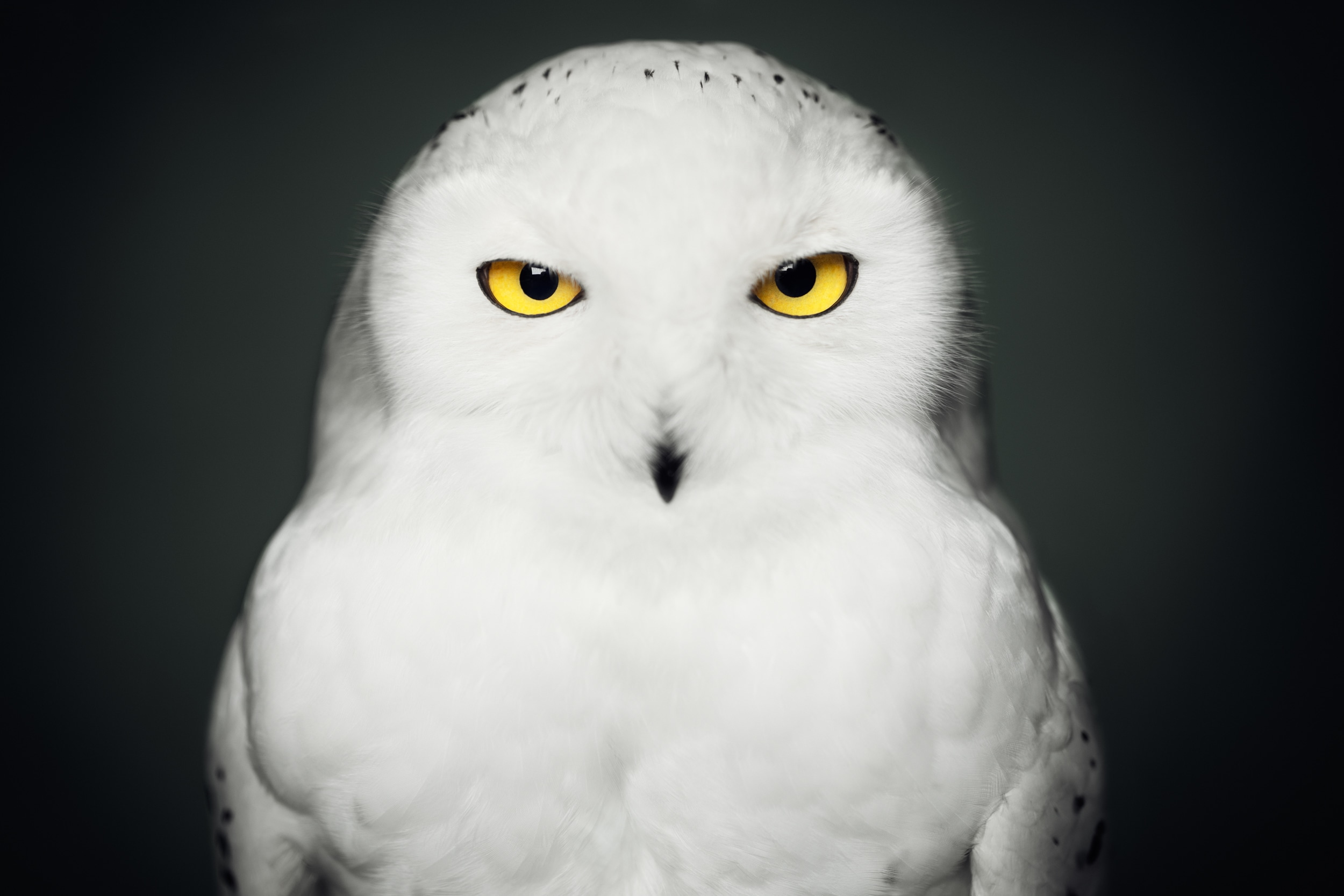 Image of Snowy Owl (ed. 4/8)
