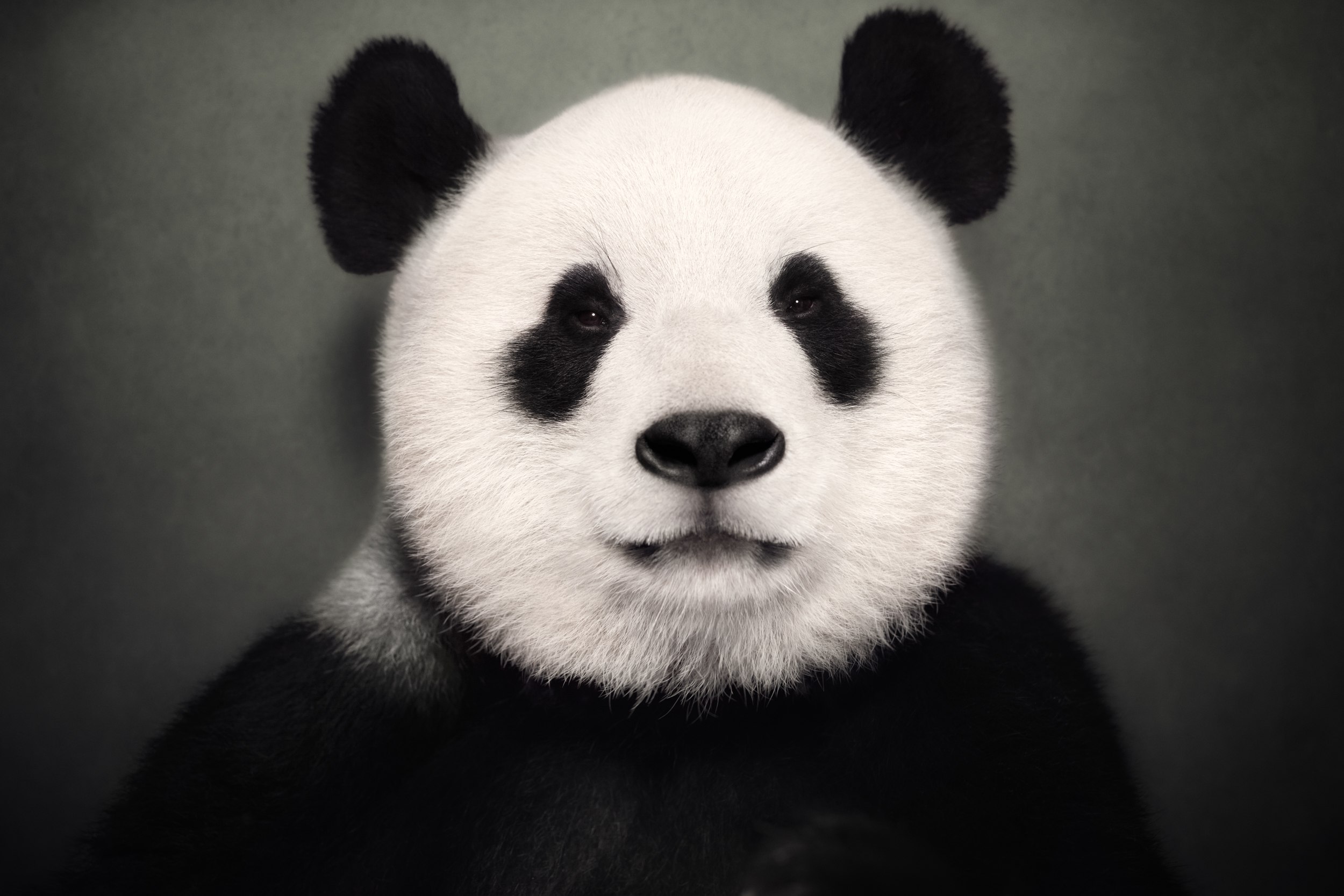 Image of Giant Panda 1/8