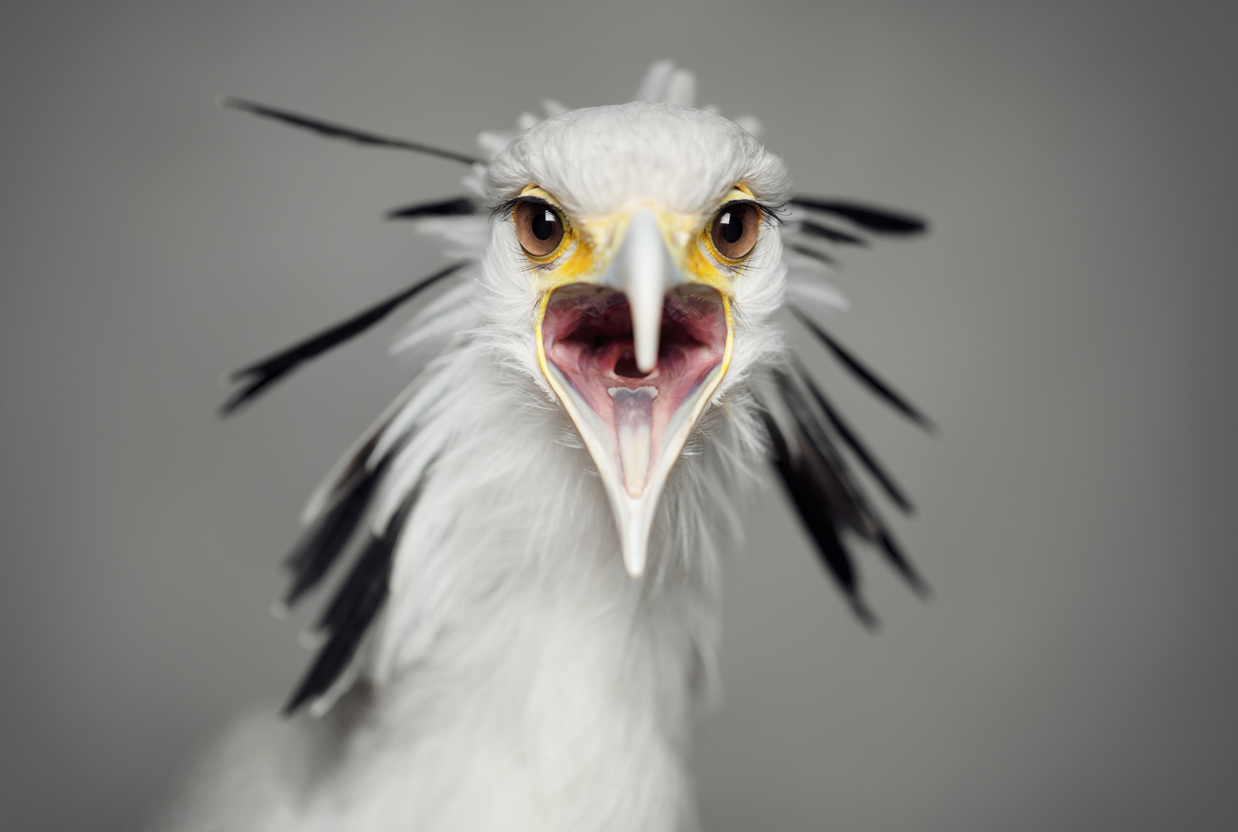 Image of Secretary Bird 1/3