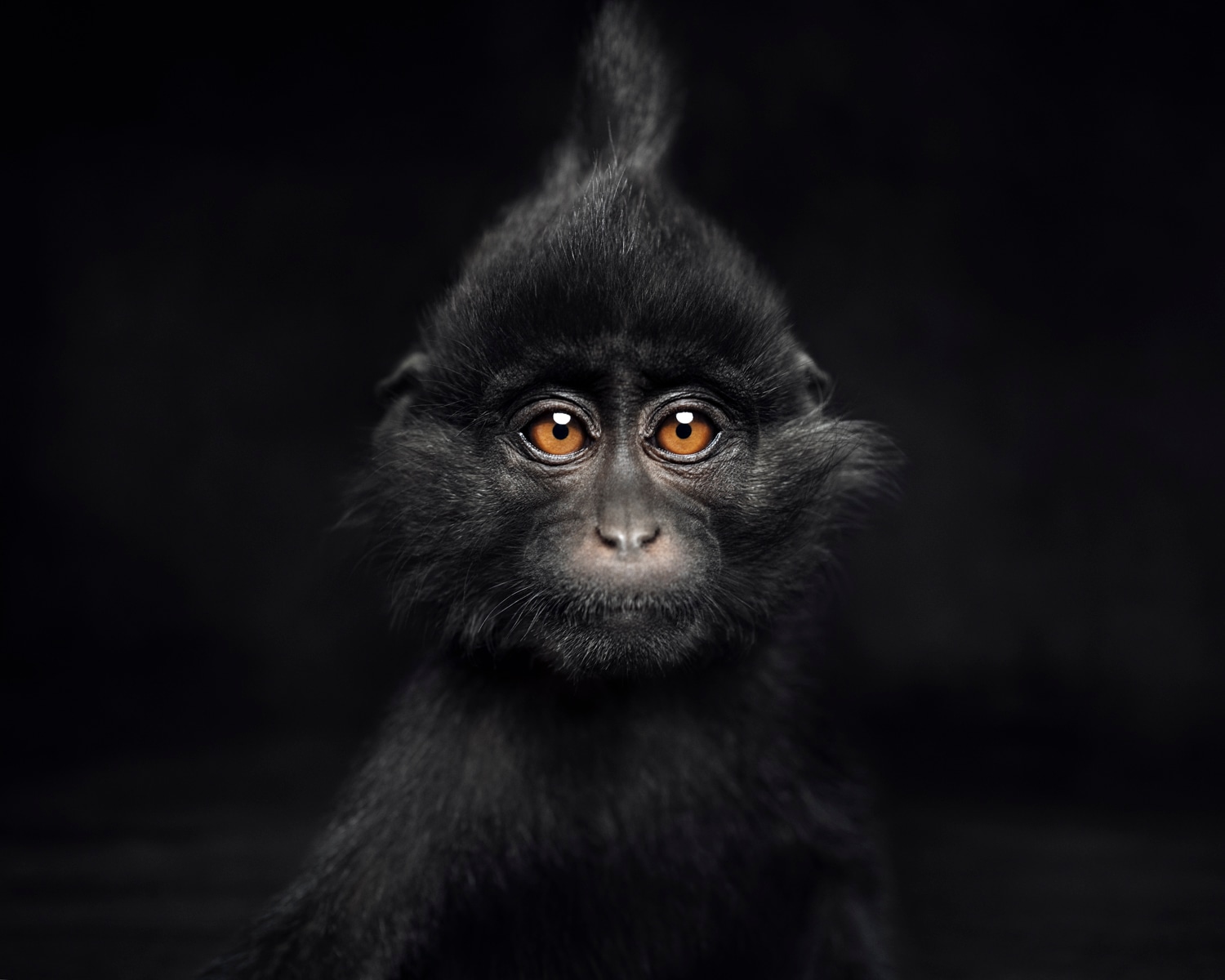 Image of Little Mangabey 2/8
