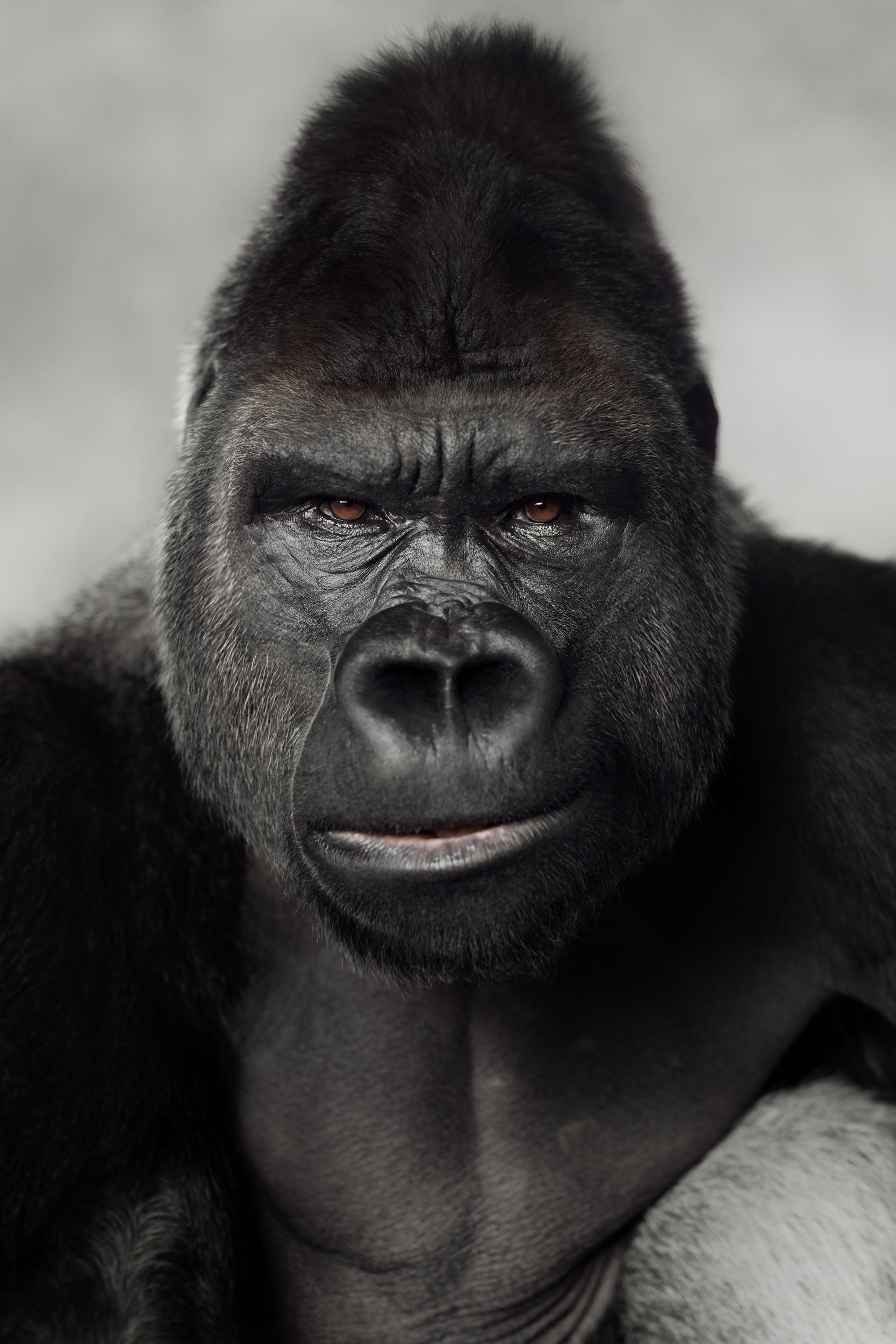 Image of Silverback 5/8