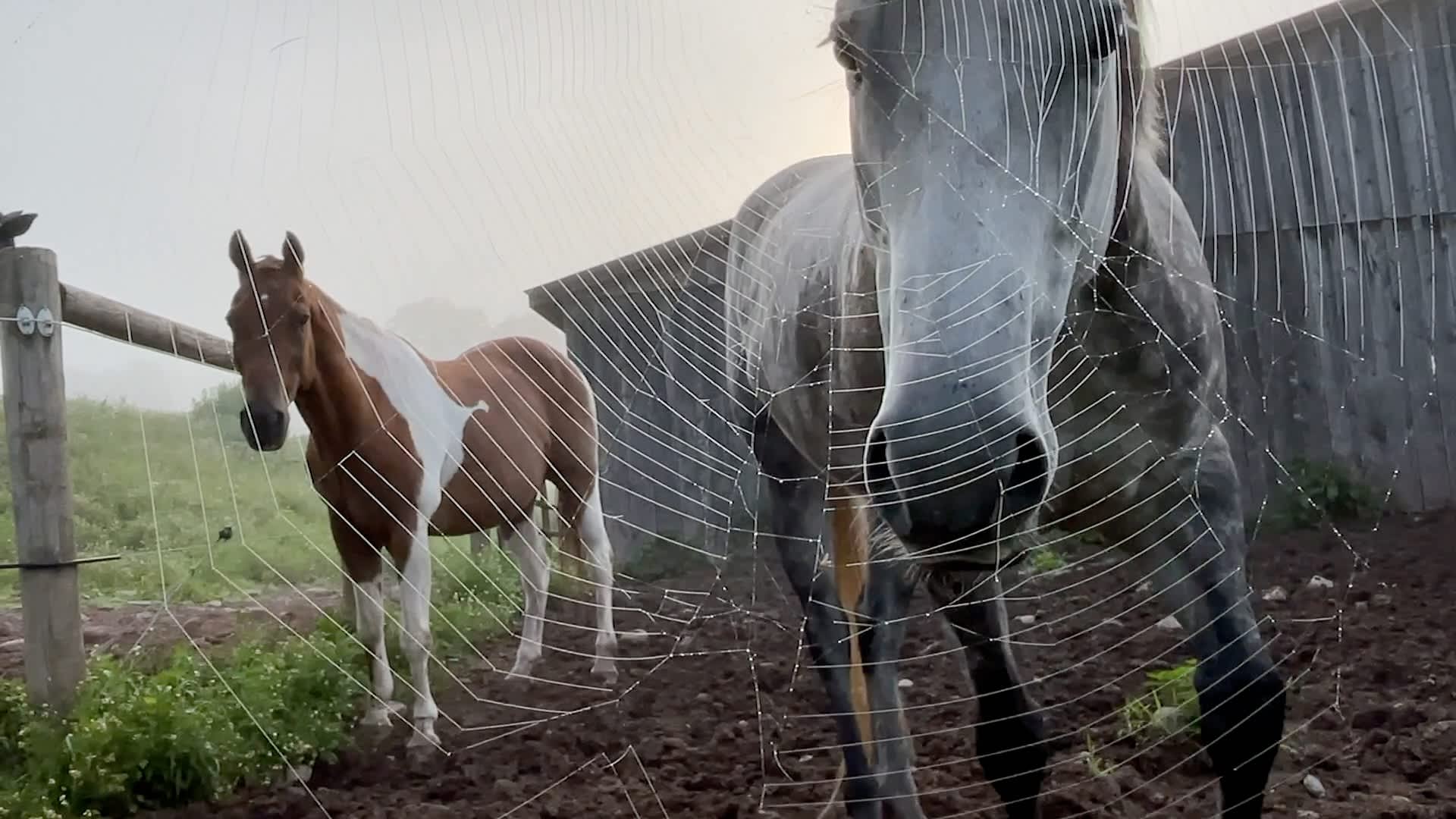 Horse Opera