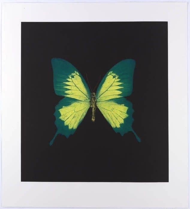 Damien Hirst butterfly