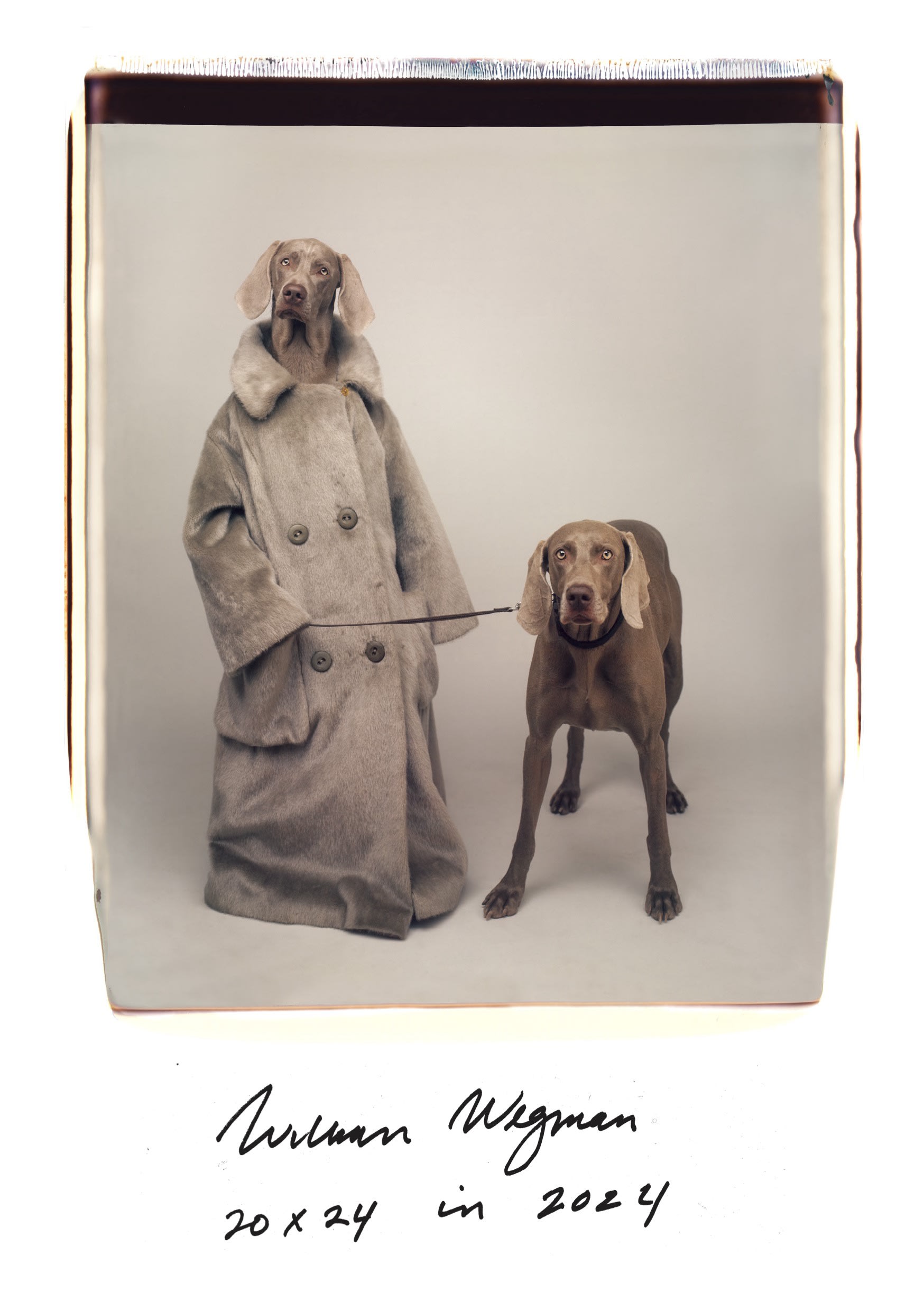 William Wegman | Galeria Alta