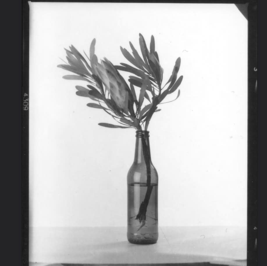 Protea in Bottle, 2022