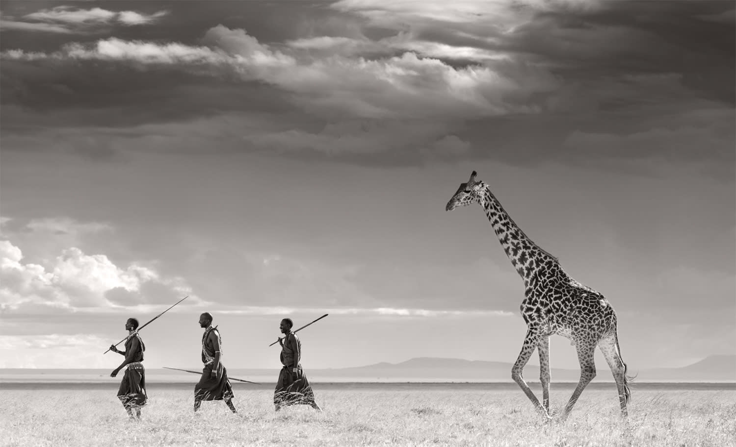 James Lewin black and white photography of Maasai warriors walking with a giraffe