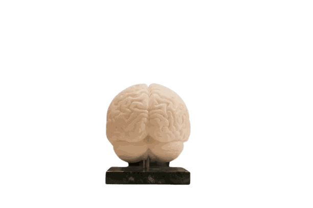 picture of a brain sculpture