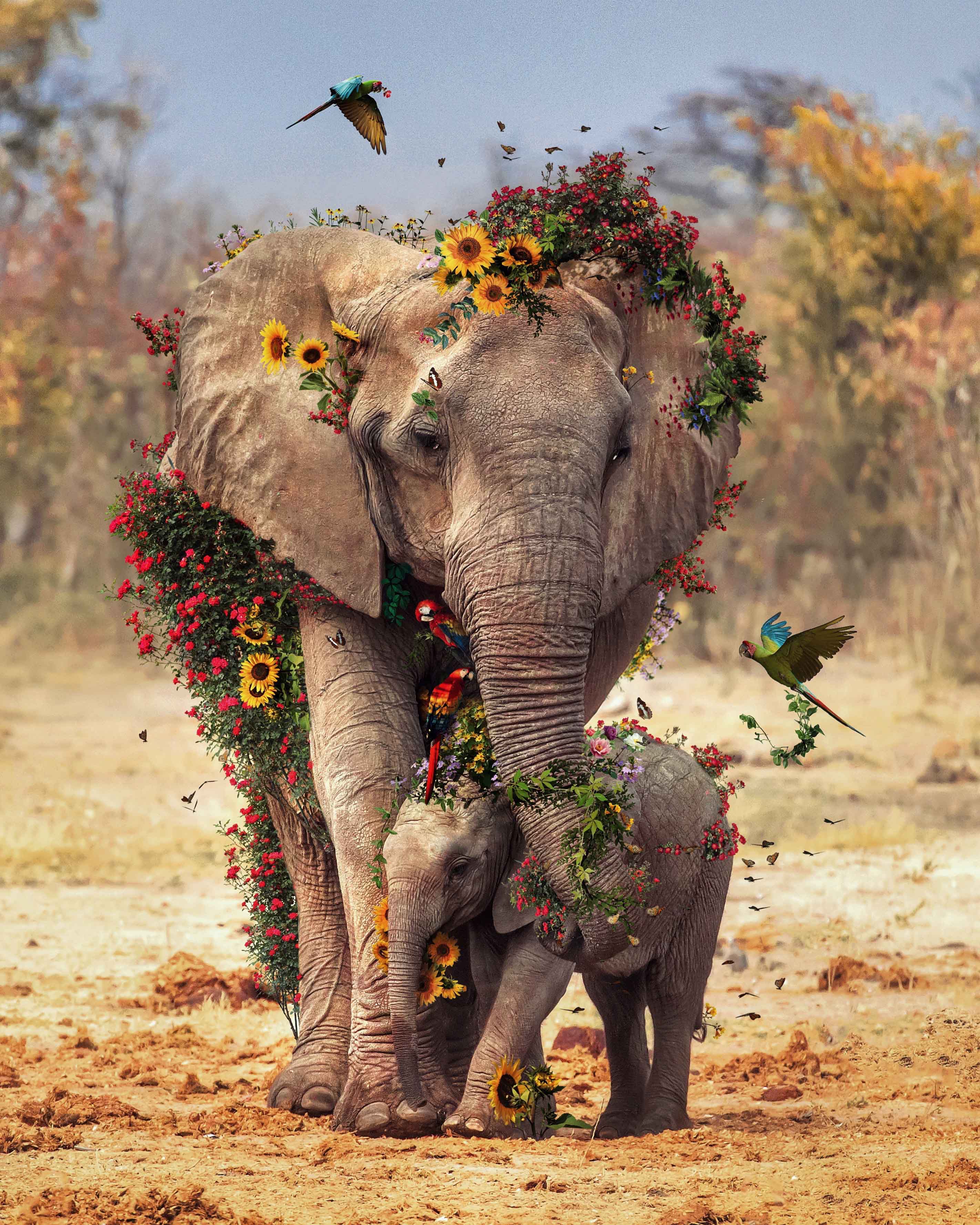 Marcel Van Luit The Flower Series Elephants 2020 Fineart Lease