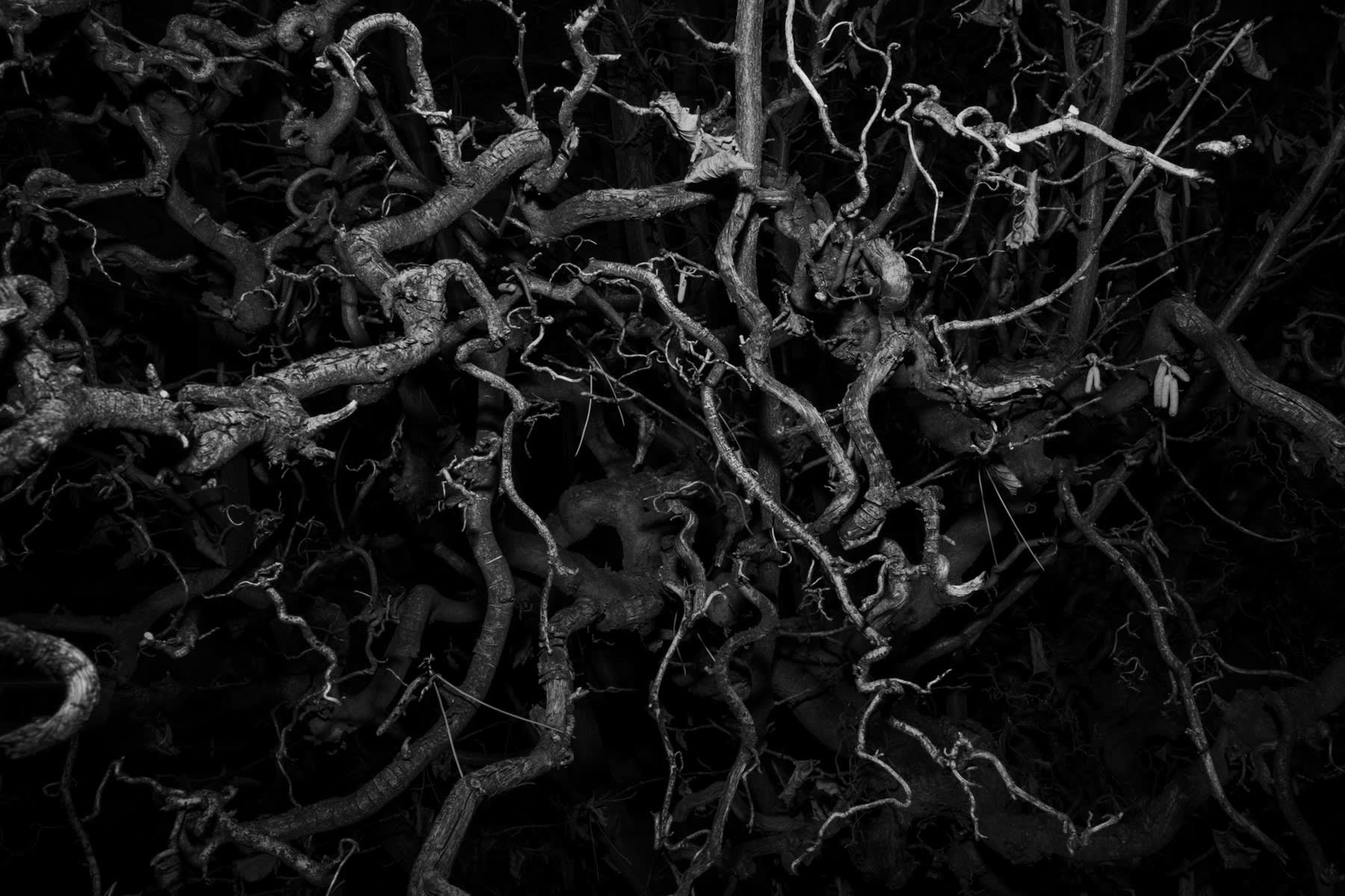 Dendrites Photograph by Eric Cousineau