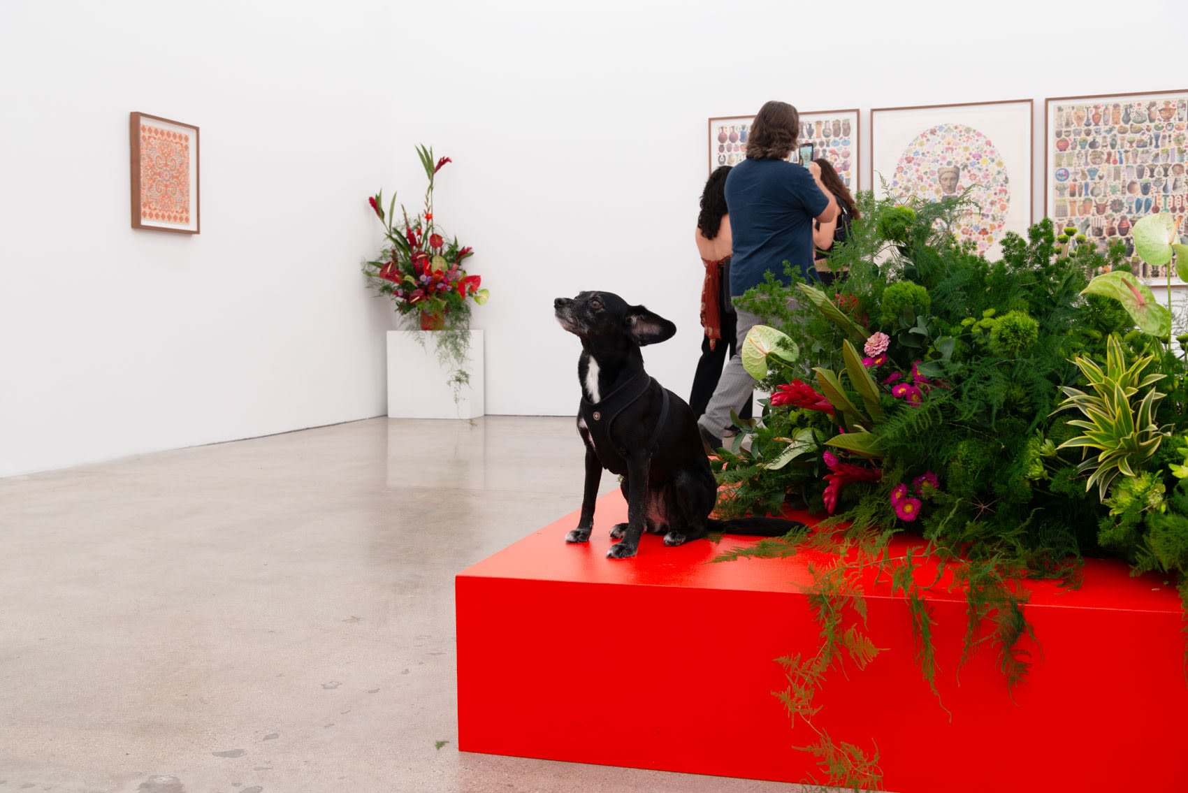 A small black dog sits on top of a bright red pedestall with a large floral installation on top in a white cube art gallery