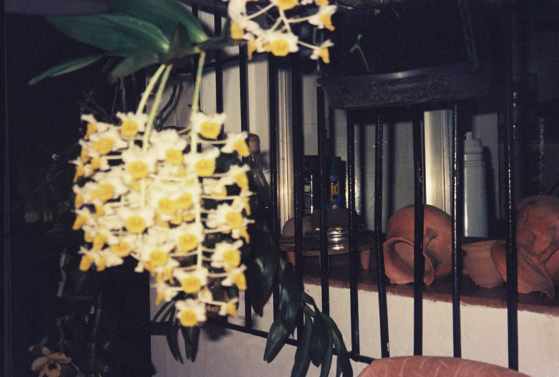 film photograph of flowers on a table 