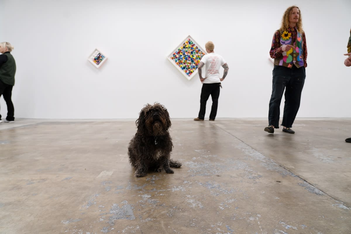 A black shaggy dog on the floor of Hashimoto Contemporary SF gallery with Sean Newport's work in the background