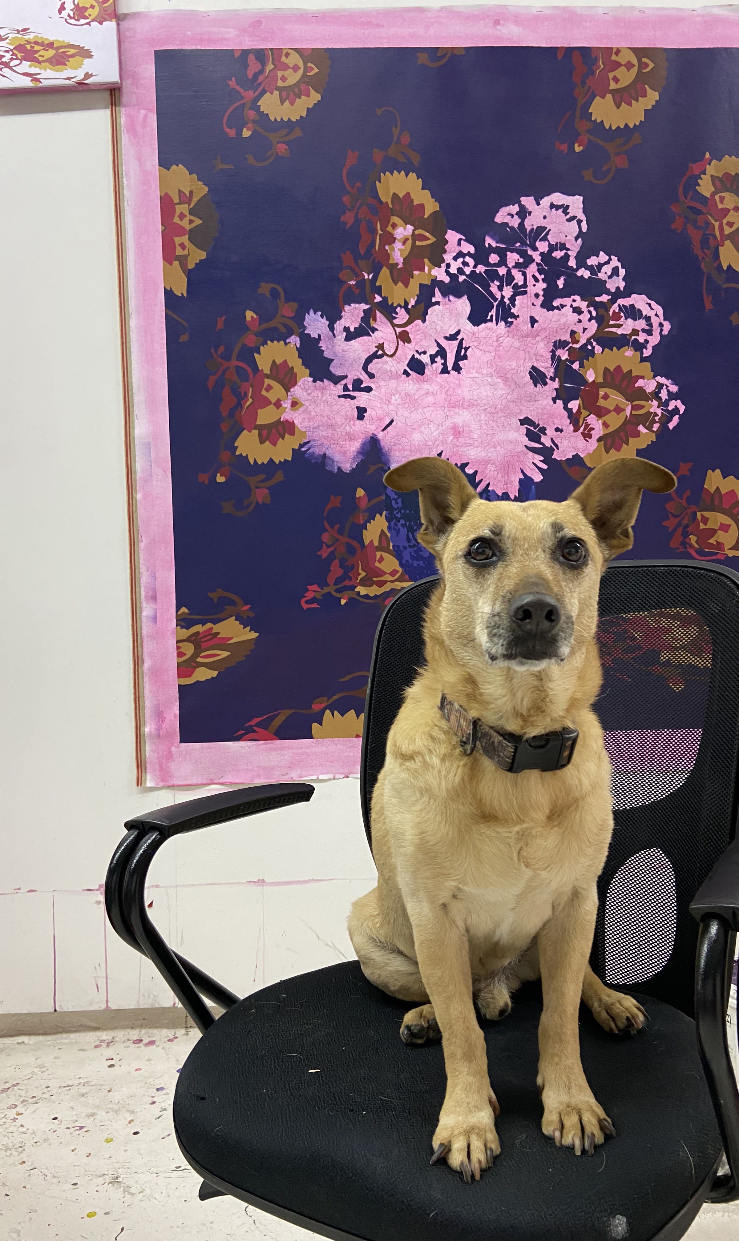 Francisco Diaz Scotto's dog in his studio 