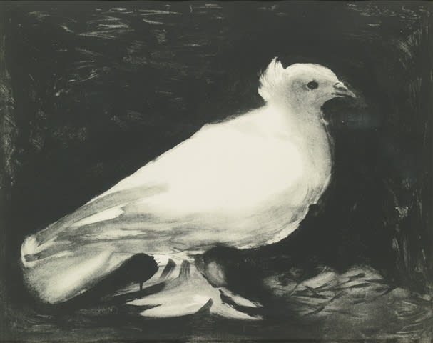 A dove