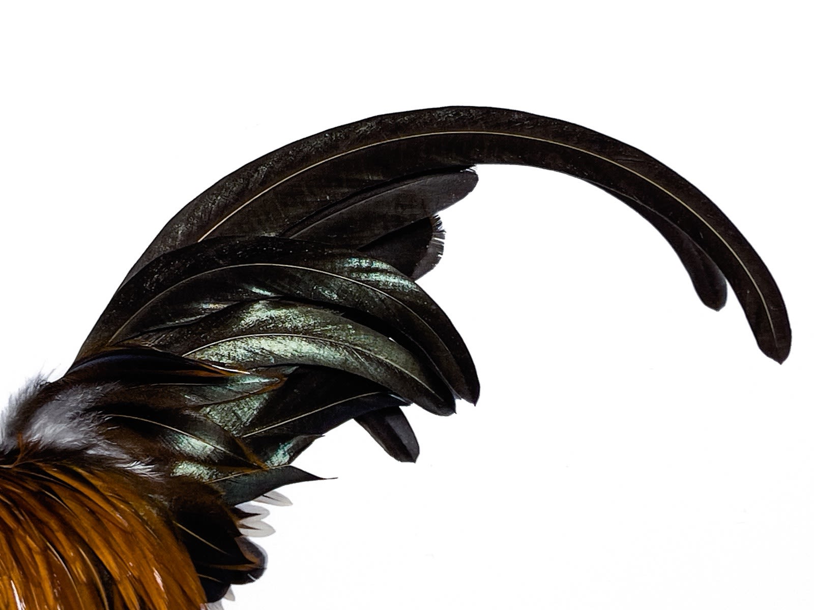 Close up of tail feathers