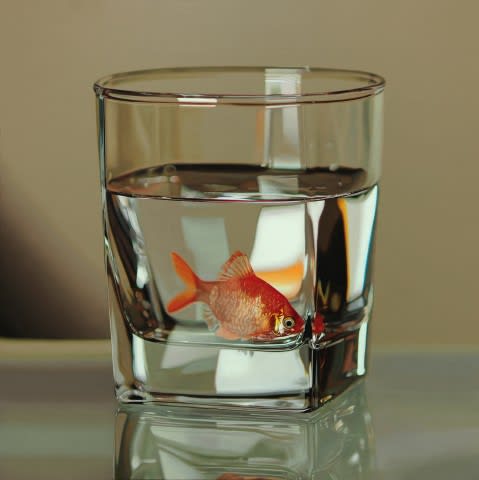 Young-Sung Kim goldfish