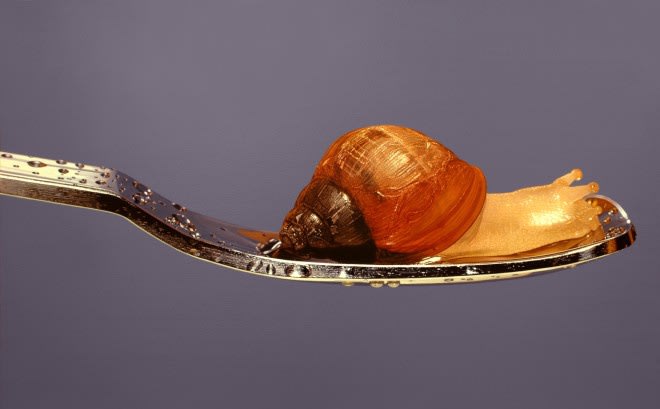 Young-Sung Kim snail