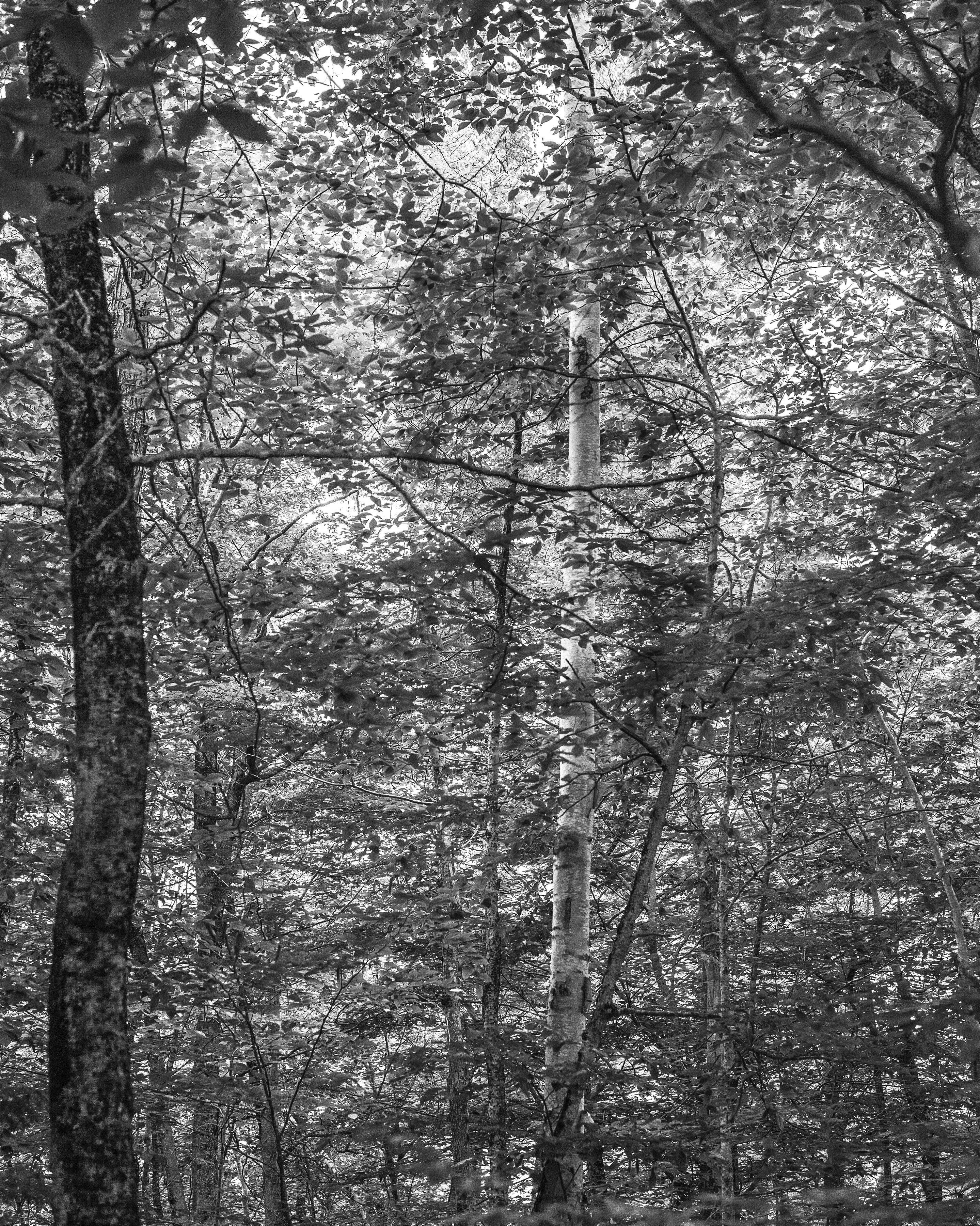 Untitled/Trees and Light (Skowhegan), 2019