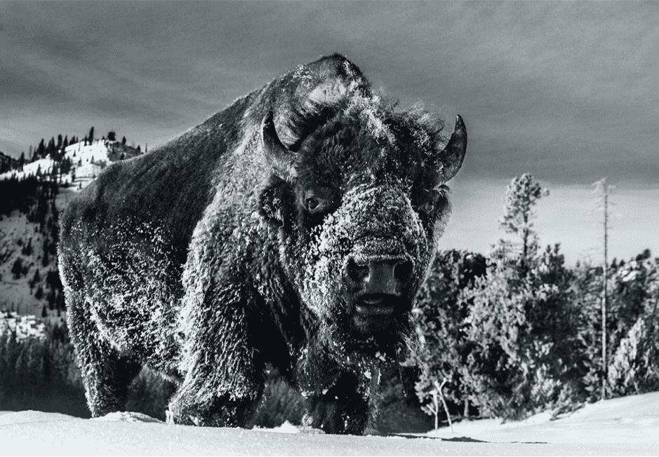 David Yarrow, The Beast of Yellowstone, 2021