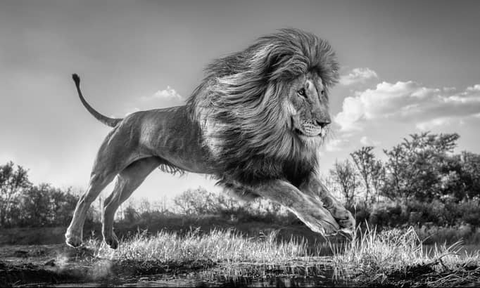 David Yarrow, Succession , 2022