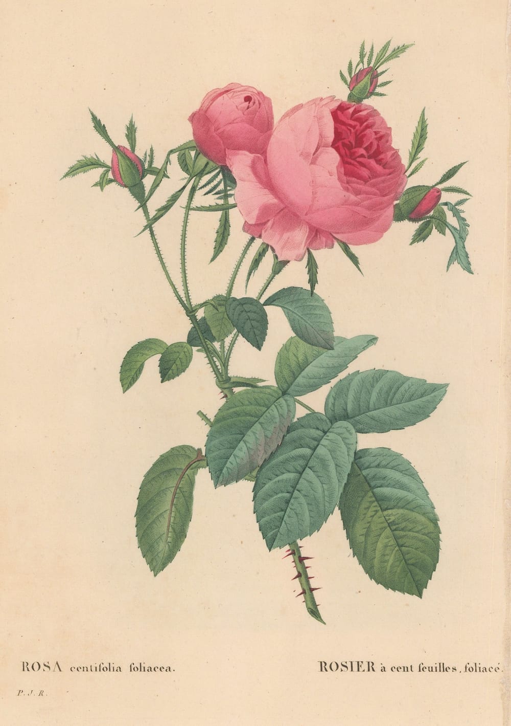 The Roses: Redoute, Pierre Joseph: 9783822866290: Amazon.com