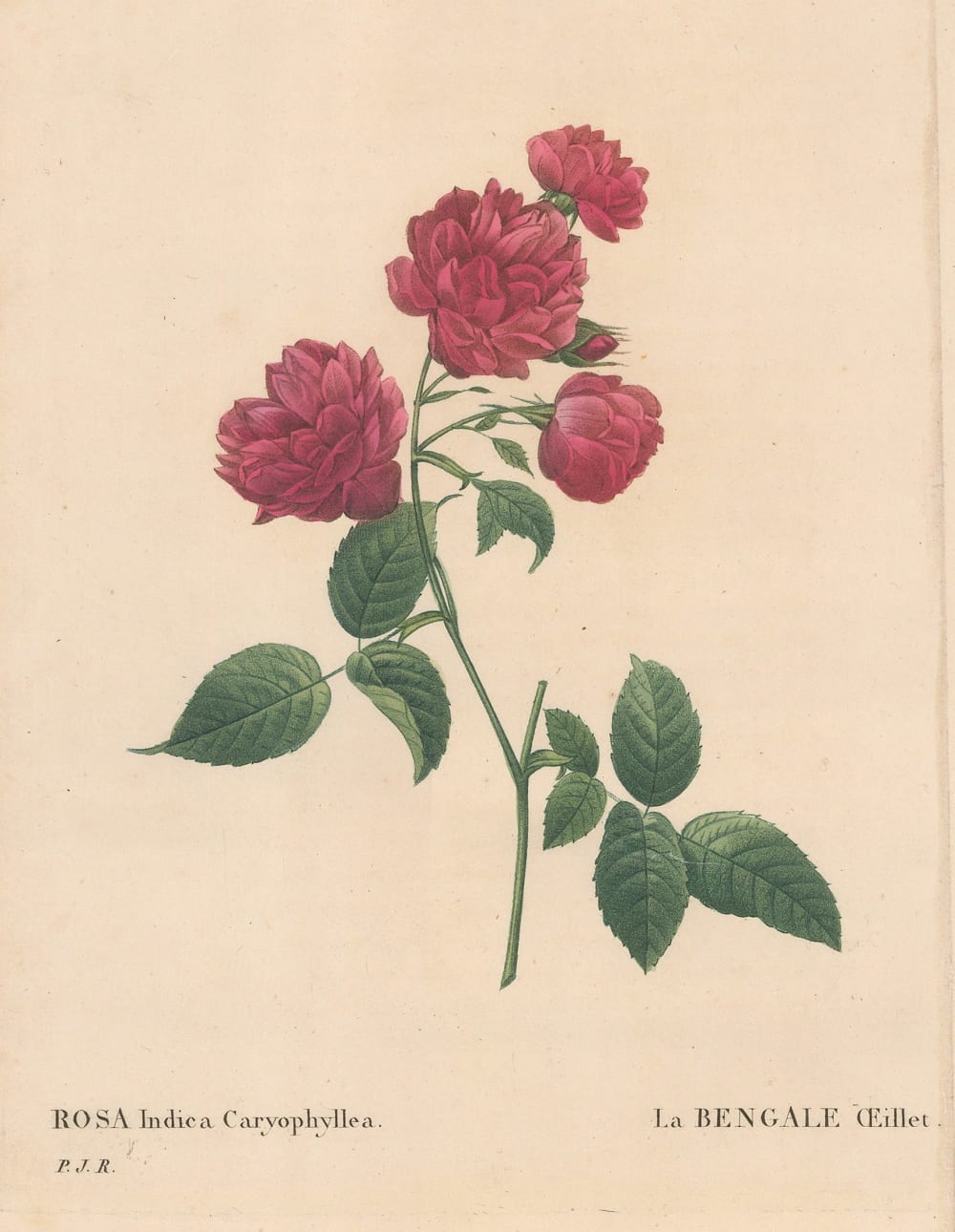 Pierre-Joseph Redoute, Rose - Royal Rose, 1824 | The Map House