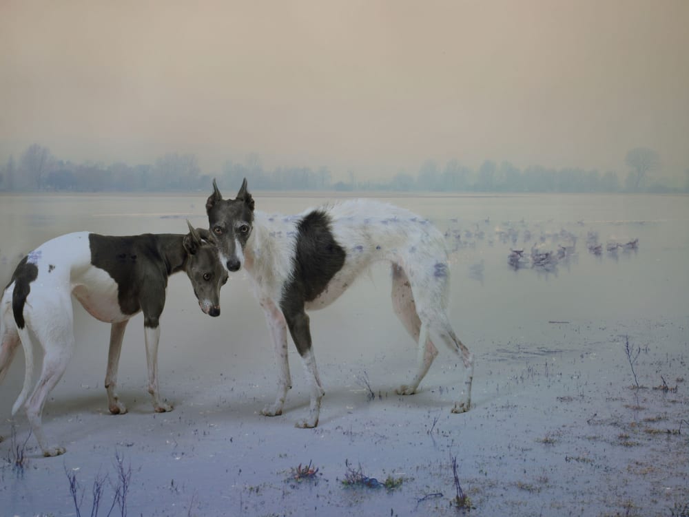 Rory Carnegie - Three Whippets