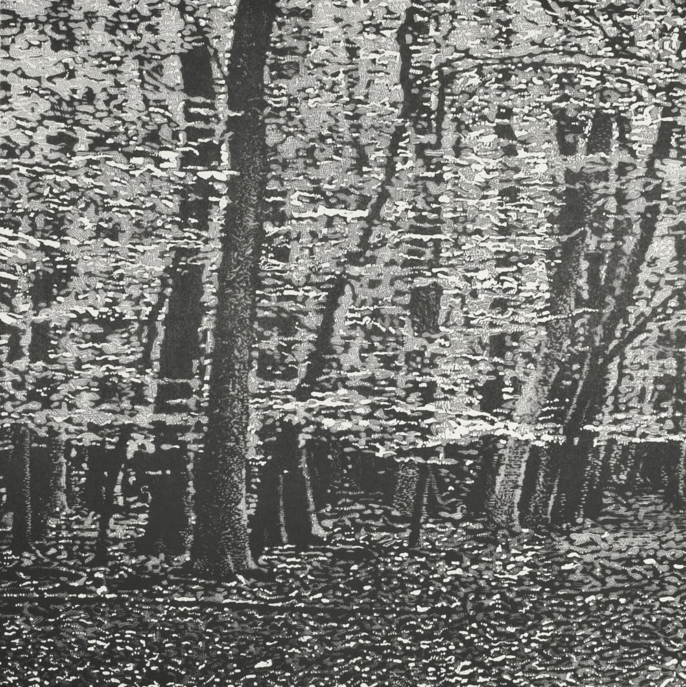 Trevor Price detailed black and white drypoint of woodland beech trees leaves catching the light