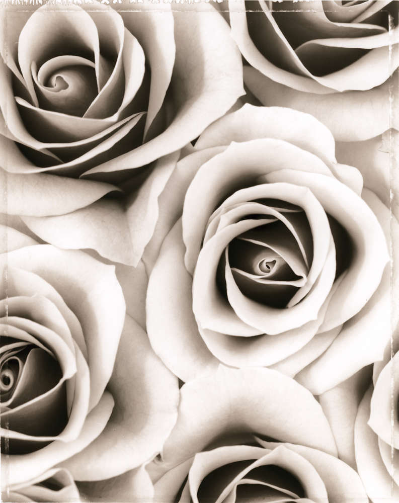 Ron Van Dongen, Rosa ‘Grace de Monaco’ (SL153X), 2002