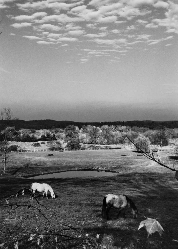 André Kertész, Mount Kisco, New York, Horses