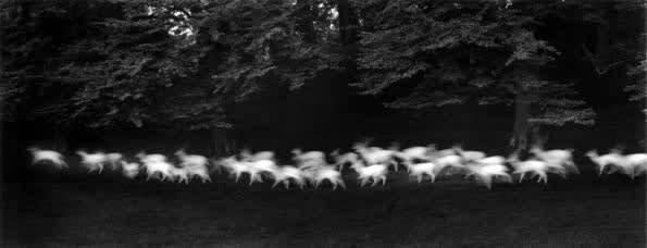 Paul Caponigro, Running White Deer, County Wicklow, Ireland, 1967