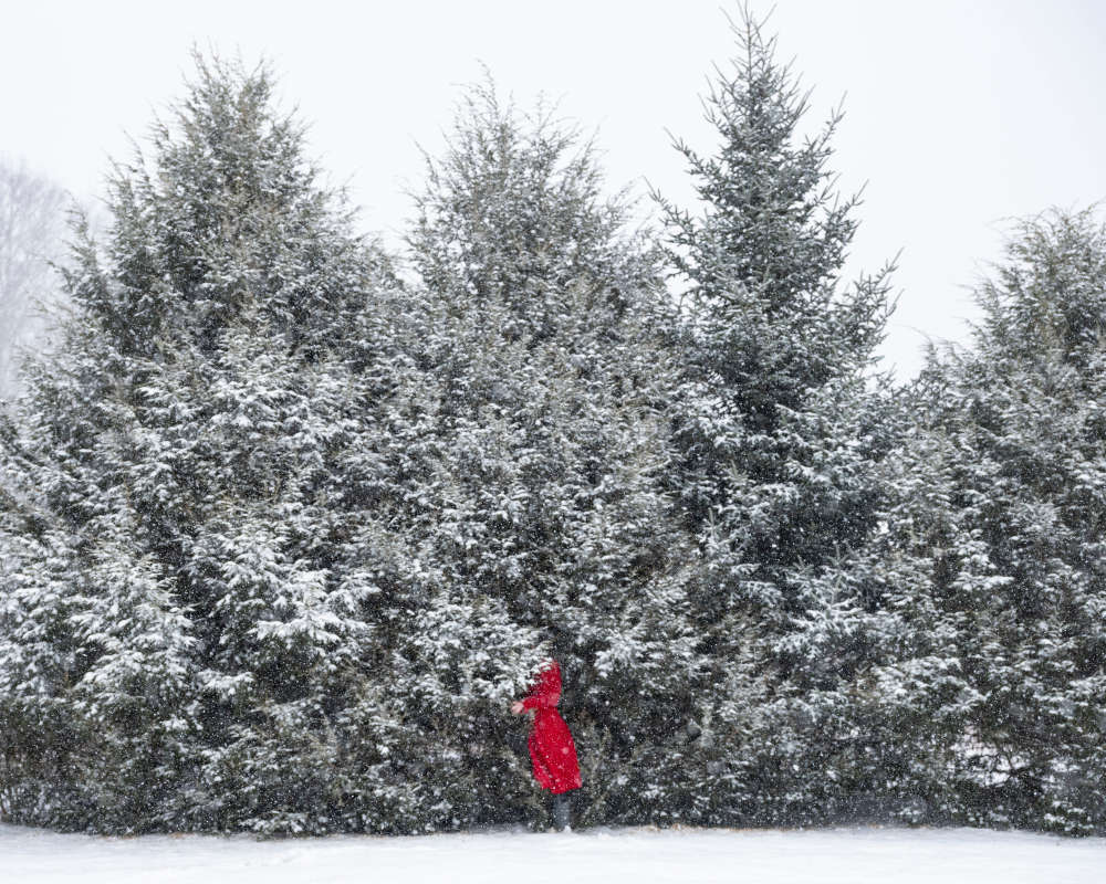 Cig Harvey, Fir Trees, 2021