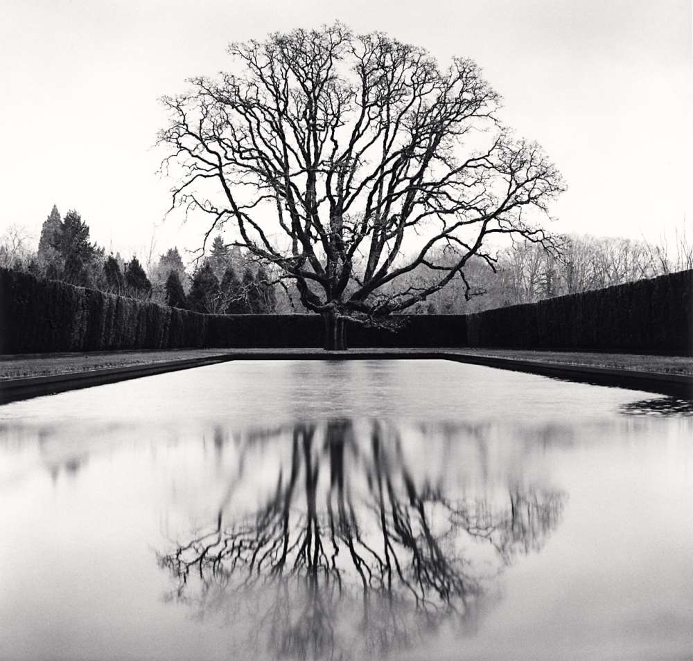 Michael Kenna, Grandfather Oak, Study 45, Beaverton, Oregon, USA, 2021