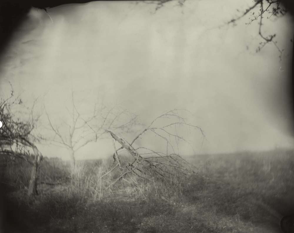 Sally Mann, Georgia Untitled (Little Branch), 1996