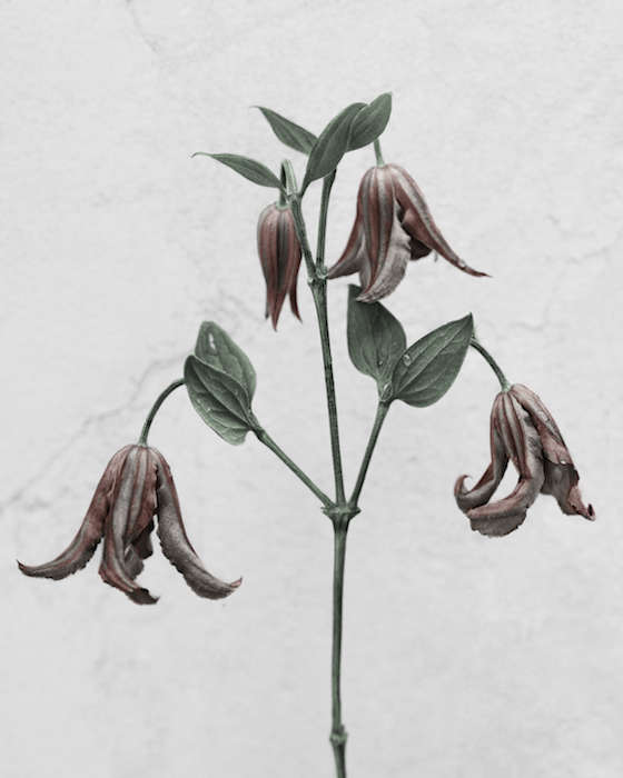 Vee Speers, Clematis Integrifolia, 2016