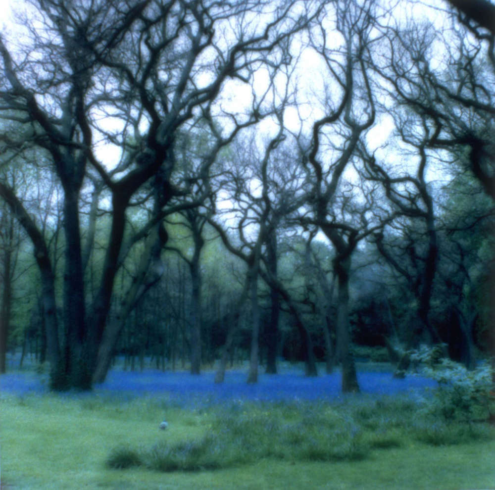 Lynn Geesaman, Parc de Bagatelle, Paris, (5-95-2c-8), 1995