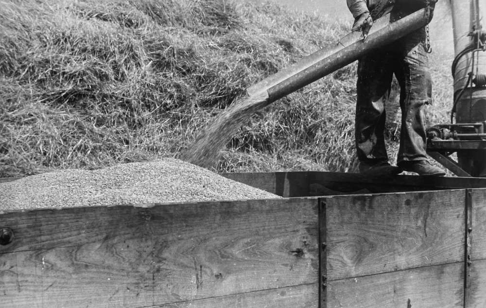 Ben Shahn, Wheat harvest in the field; the grain, central, Ohio, 1938