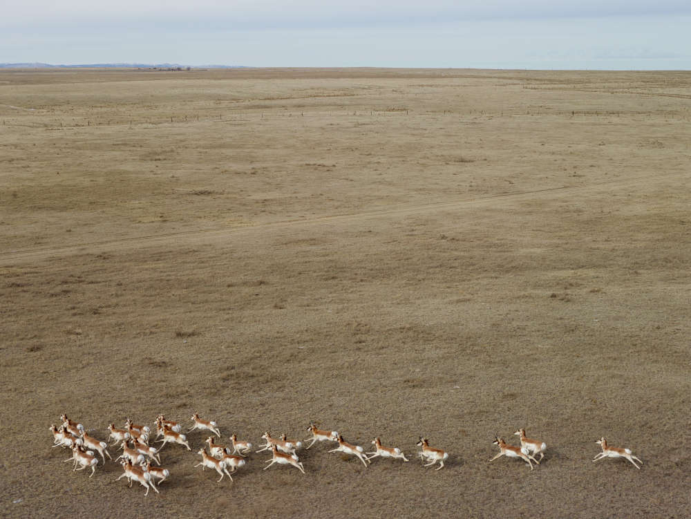 Andrew Moore, Pronghorn Antelope, Niobrara County, Wyoming, 2013
