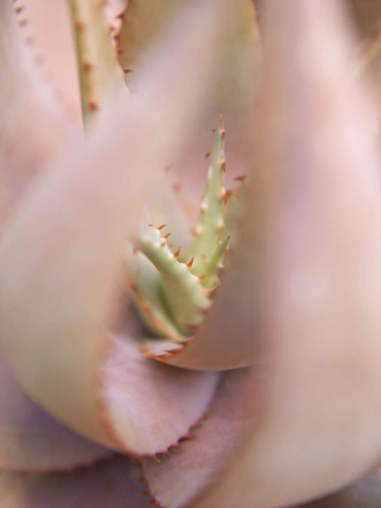 Mona Kuhn, Succulents 06, 2018