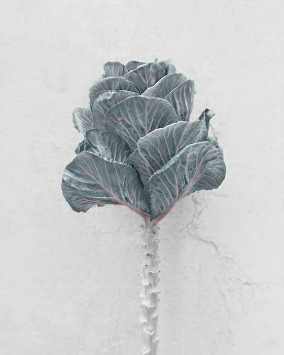 Vee Speers, Brassica Oleracea, 2016