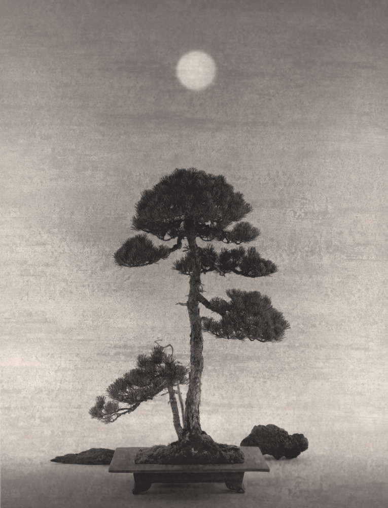 Yamamoto Masao, Bonsai #4032, 2019