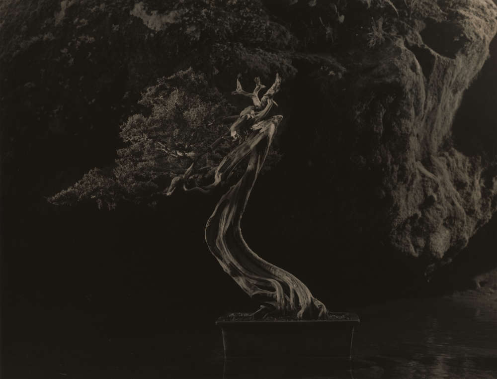 Yamamoto Masao, Bonsai #4041, 2019