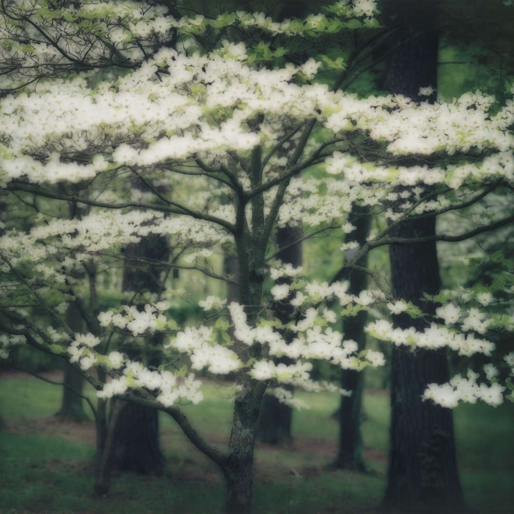 Lynn Geesaman, White Dogwood, Kentucky, (4-03-32c-10), 2003