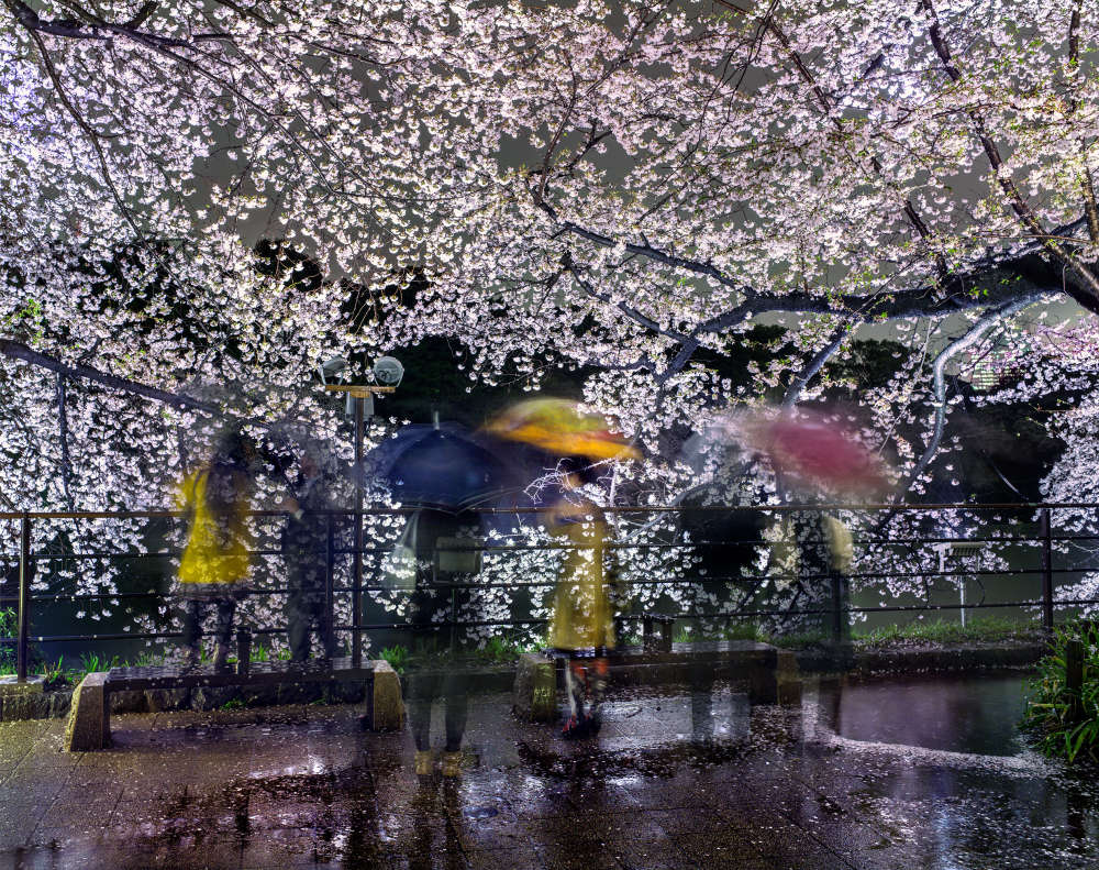 Matthew Pillsbury, Hanami #16, Chidorigafuchi, Thursday April 3rd, 2014