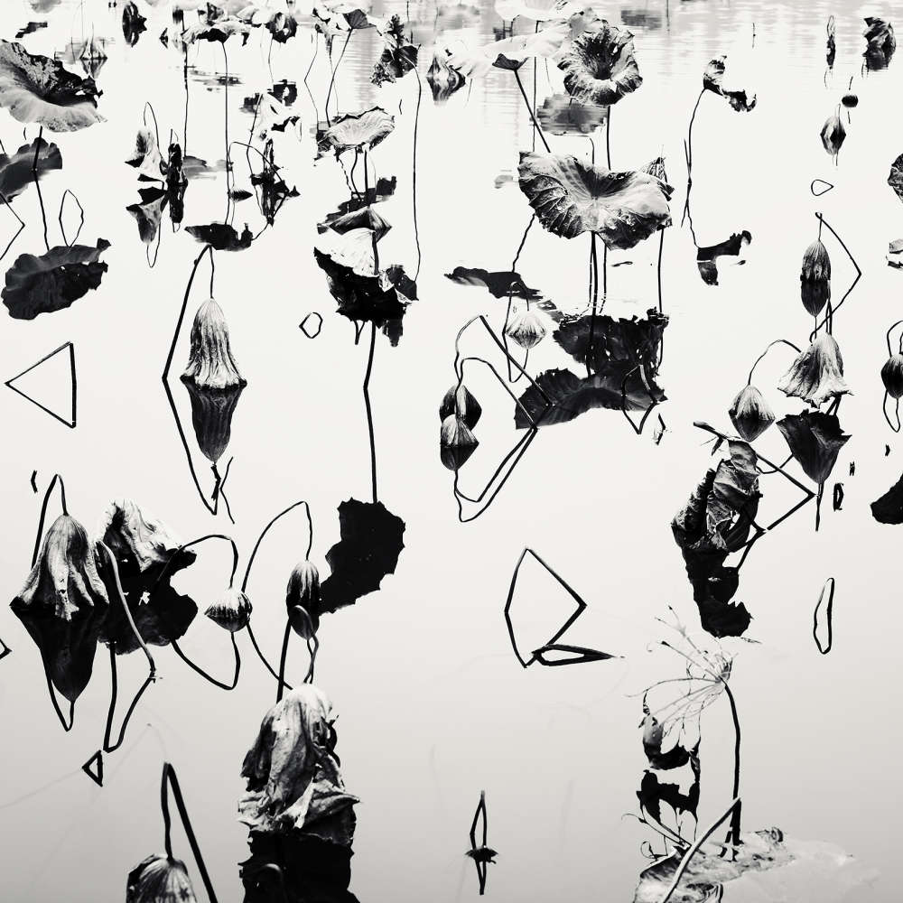 Josef Hoflehner, Lotus Pond, Zhejiang, China, 2008