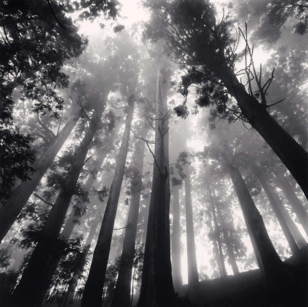 Michael Kenna, Tree Canopy, Shosanji, Tokushima, Shikoku, Japan, 2010