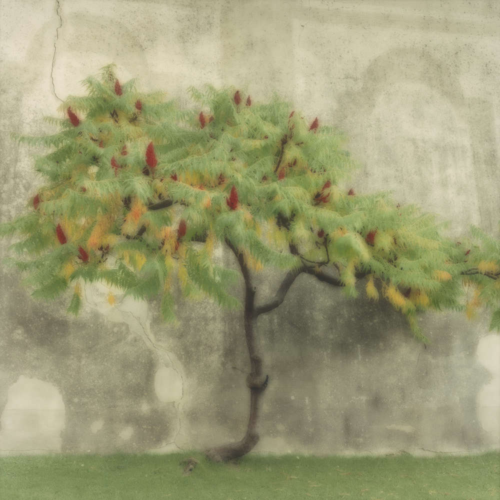 Lynn Geesaman, Villa Gamberaia, Italy, (10-00-16c-12), 2000