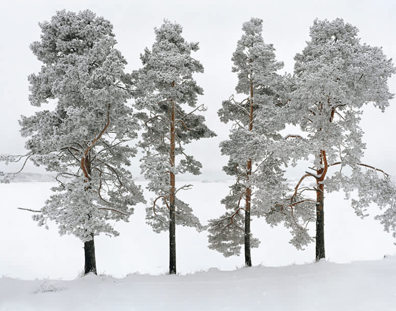 Andrew Moore, Four Trees, Ferrapontou, Russia, 2004